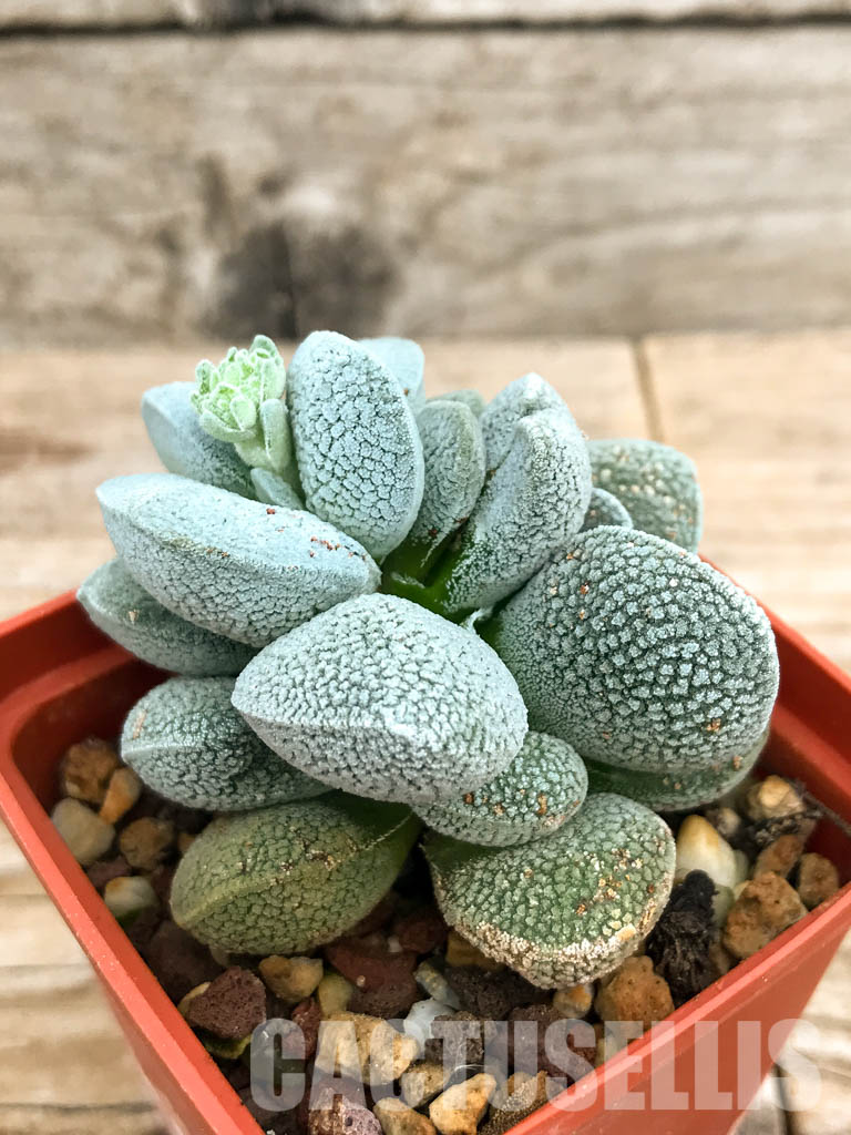 SHPR6594 Crassula tecta, Western Cape, South Africa