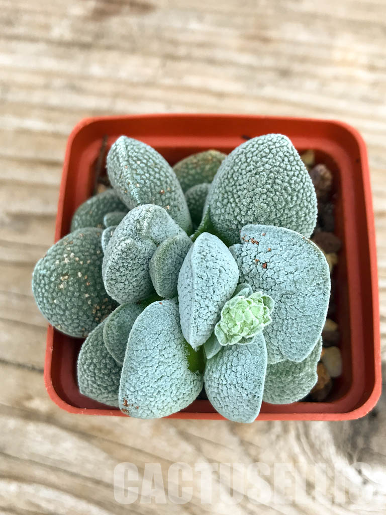 SHPR6594 Crassula tecta, Western Cape, South Africa - Image 4