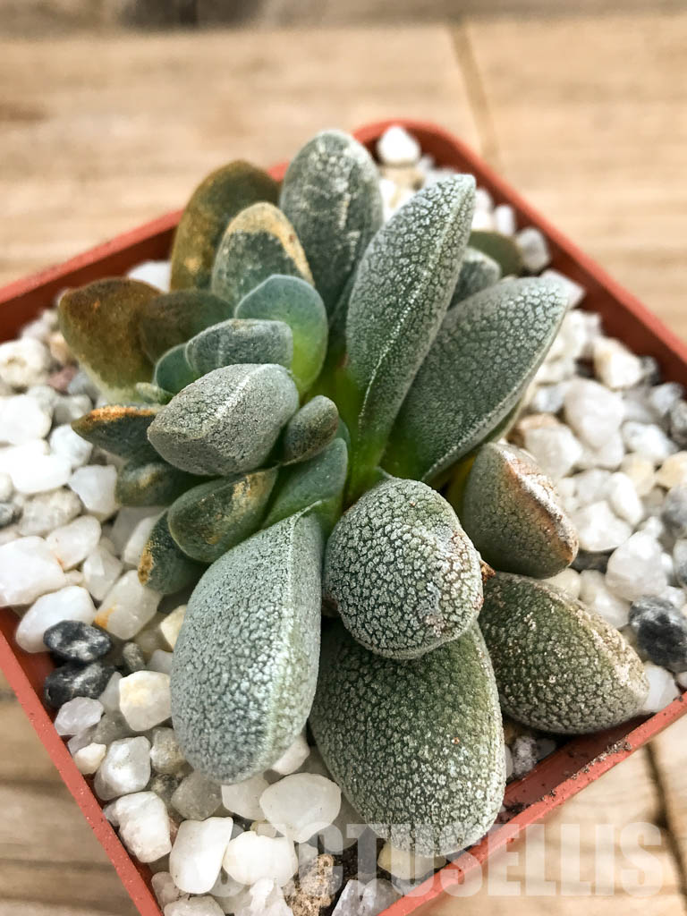 SHPR6594 Crassula tecta, Western Cape, South Africa - Image 5