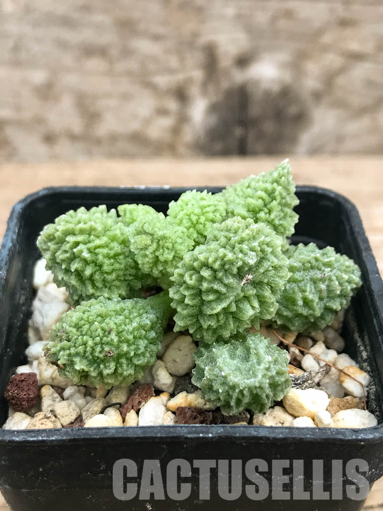 SHPR6596 Adromischus marianiae ssp. herrei Green - Obrázek 2