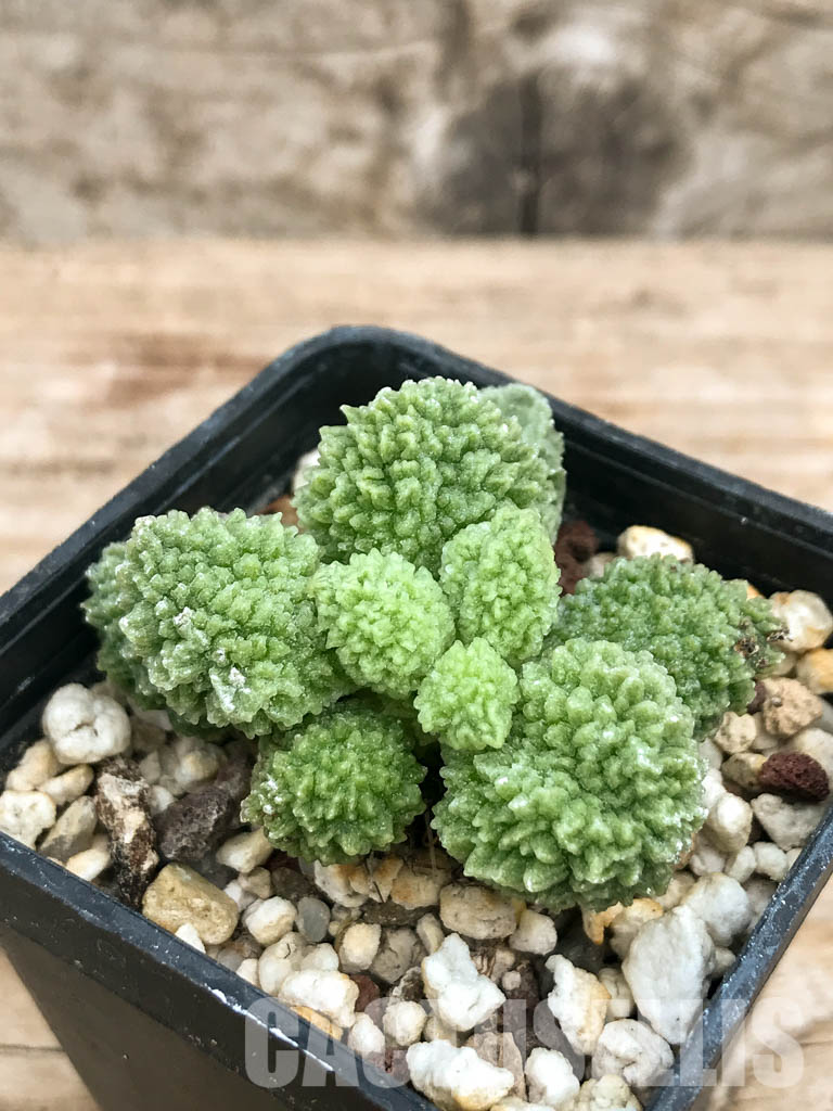 SHPR6596 Adromischus marianiae ssp. herrei Green - Obrázek 3
