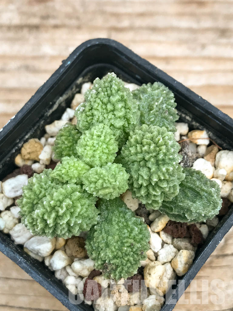 SHPR6596 Adromischus marianiae ssp. herrei Green