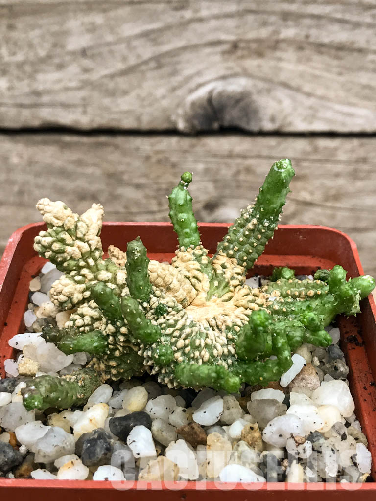 SHPR6597 Echidnopsis scutellata v. dhofarensis - Obrázek 2