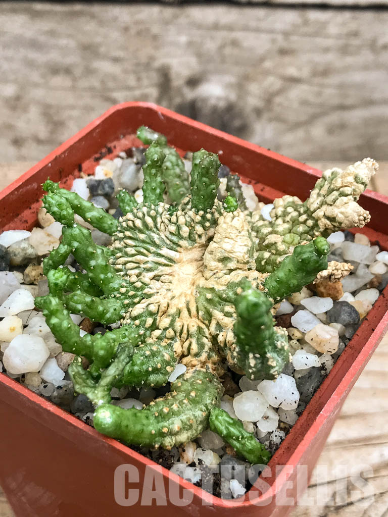 SHPR6597 Echidnopsis scutellata v. dhofarensis - Obrázek 3