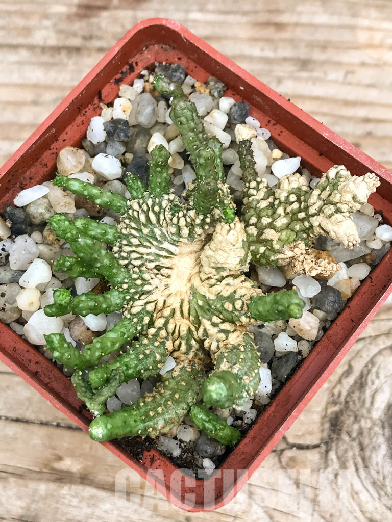 SHPR6597 Echidnopsis scutellata v. dhofarensis