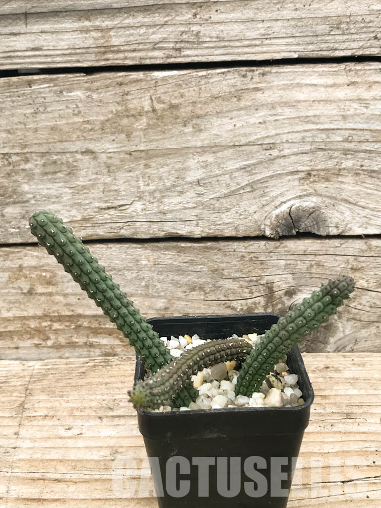 SHPR6599 Echidnopsis oviflora - Зображення 2