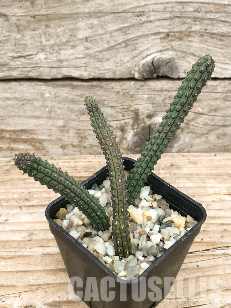 SHPR6599 Echidnopsis oviflora