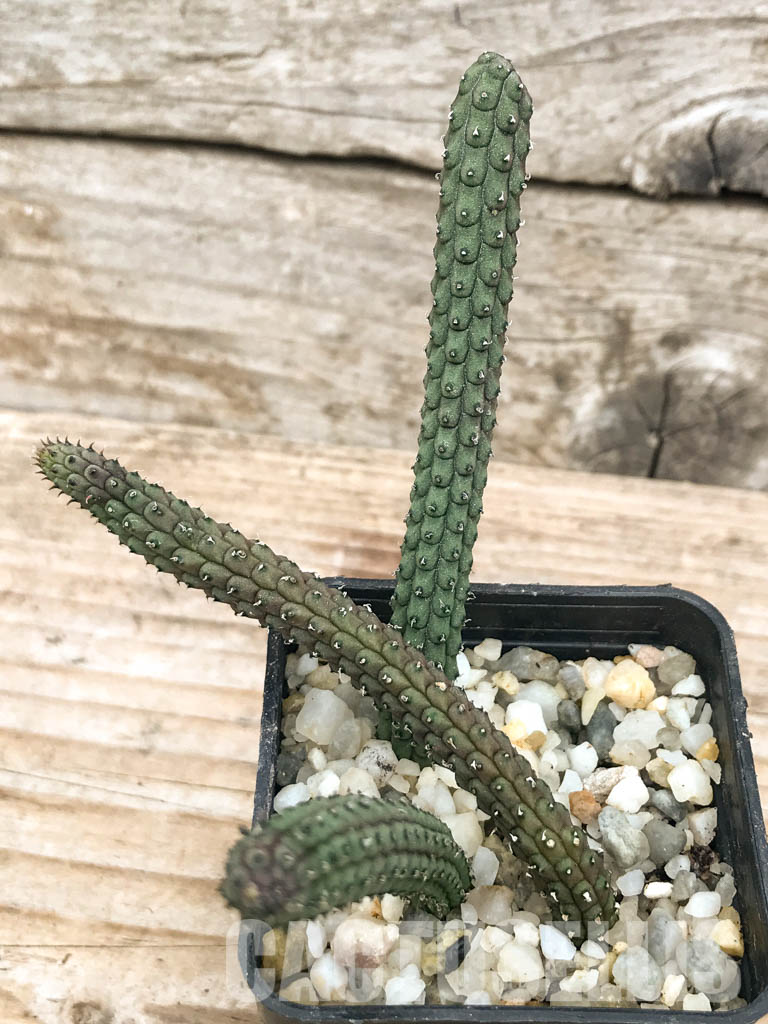 SHPR6599 Echidnopsis oviflora - Зображення 4