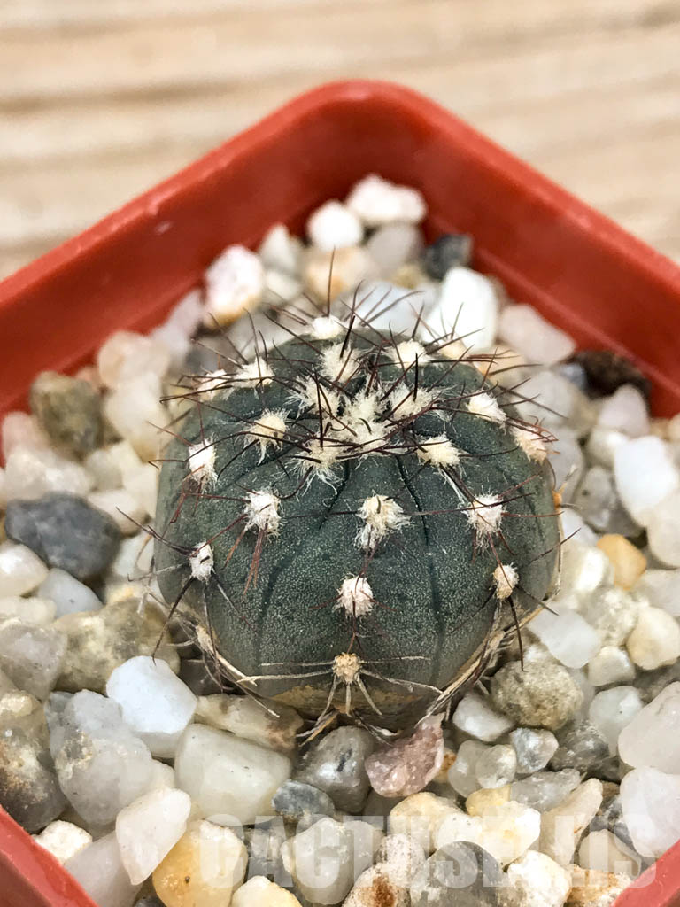 SHPR6600 Gymnocalycium taningaense - Image 3
