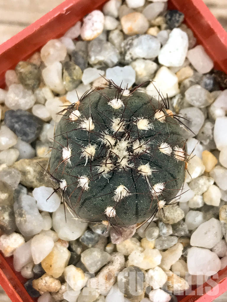 SHPR6600 Gymnocalycium taningaense
