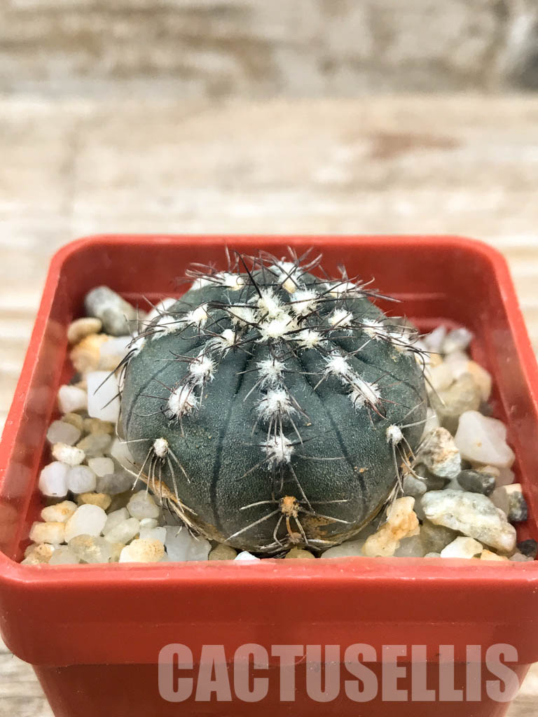 SHPR6601 Gymnocalycium taningaense - Зображення 2