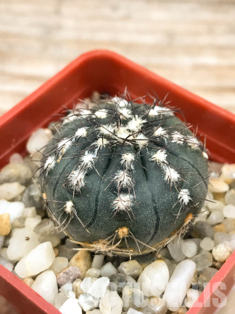 SHPR6601 Gymnocalycium taningaense - Зображення 3