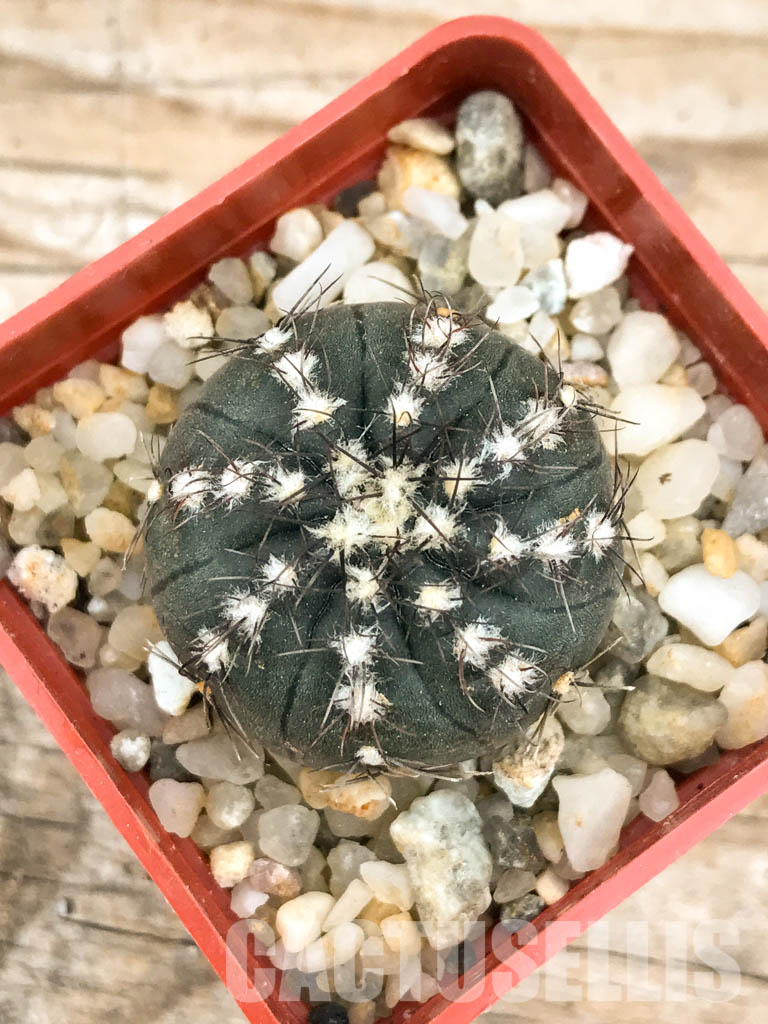 SHPR6601 Gymnocalycium taningaense