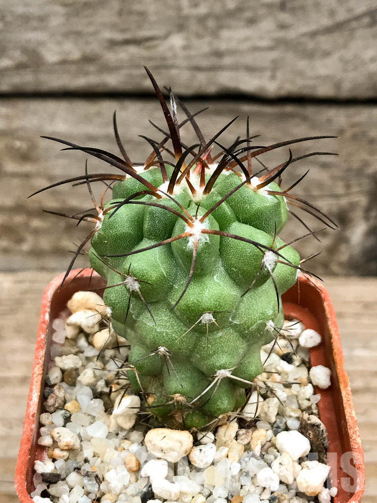 SHPR6604 Copiapoa coquimbana, Coquimbo Prov., Chile - Image 2