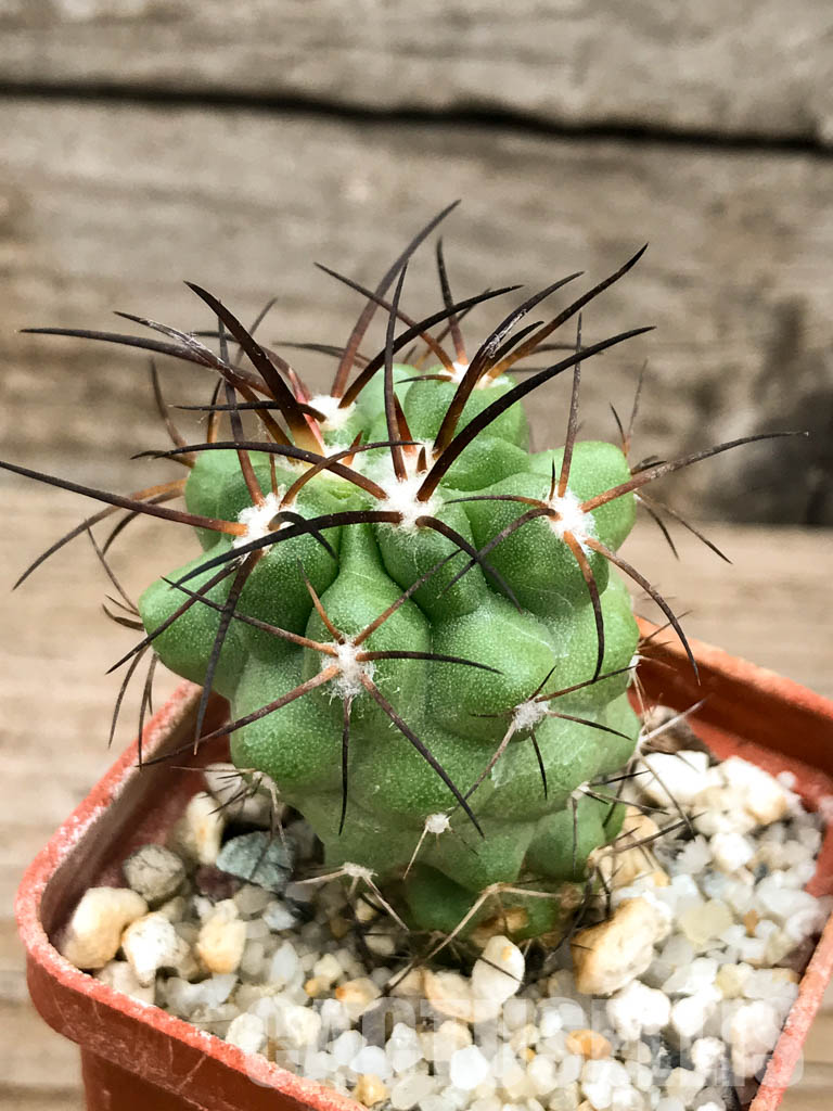 SHPR6604 Copiapoa coquimbana, Coquimbo Prov., Chile - Image 3