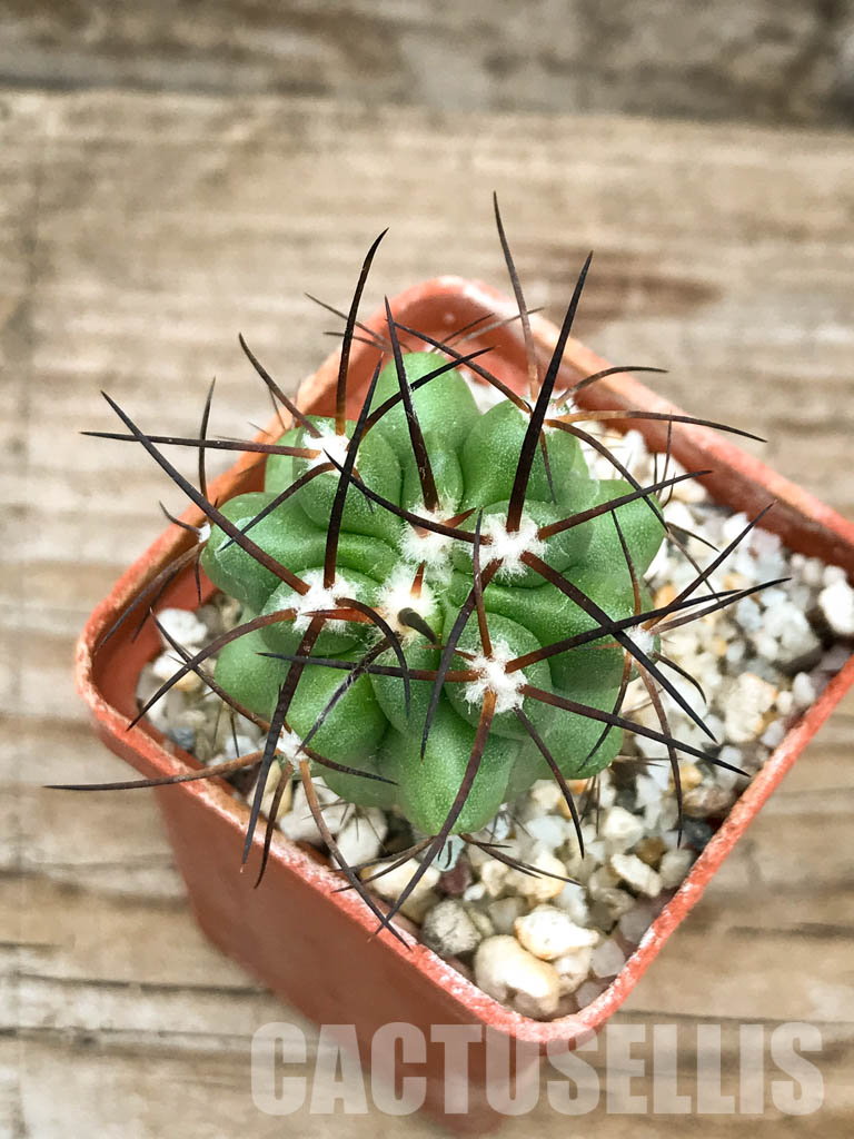 SHPR6604 Copiapoa coquimbana, Coquimbo Prov., Chile - Image 4