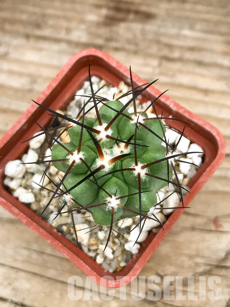 SHPR6604 Copiapoa coquimbana, Coquimbo Prov., Chile