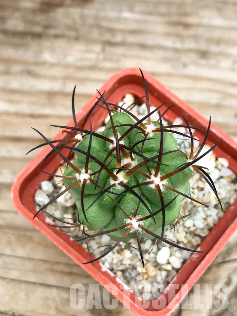 SHPR6604 Copiapoa coquimbana, Coquimbo Prov., Chile - Image 6
