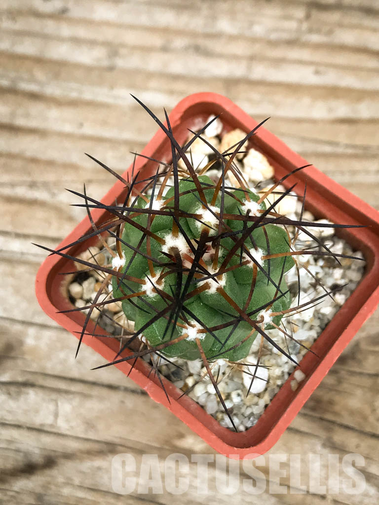 SHPR6605 Copiapoa coquimbana, Coquimbo Prov., Chile
