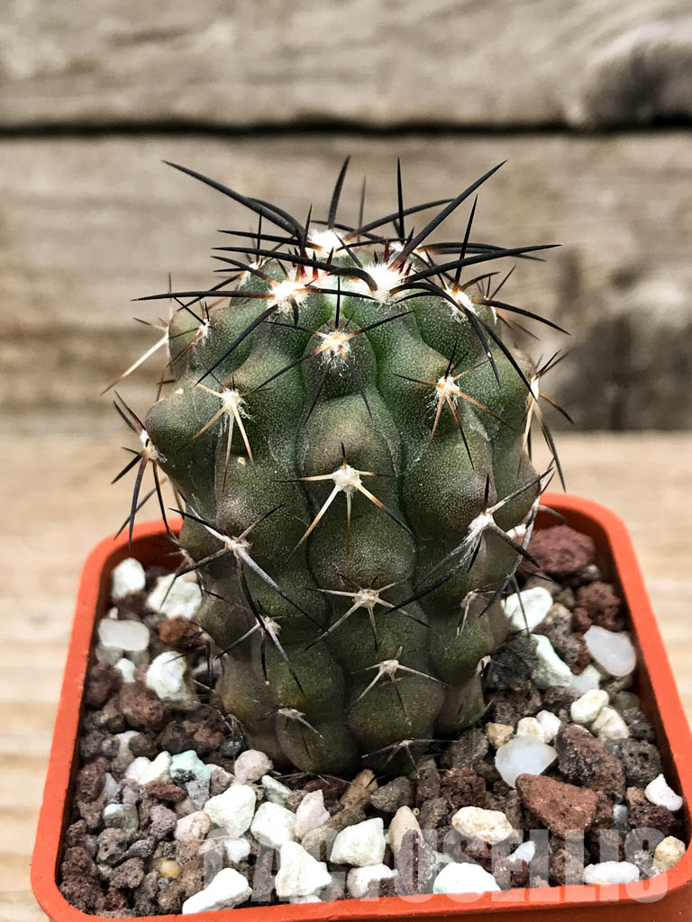 SHPR6605 Copiapoa coquimbana, Coquimbo Prov., Chile - Imagen 2