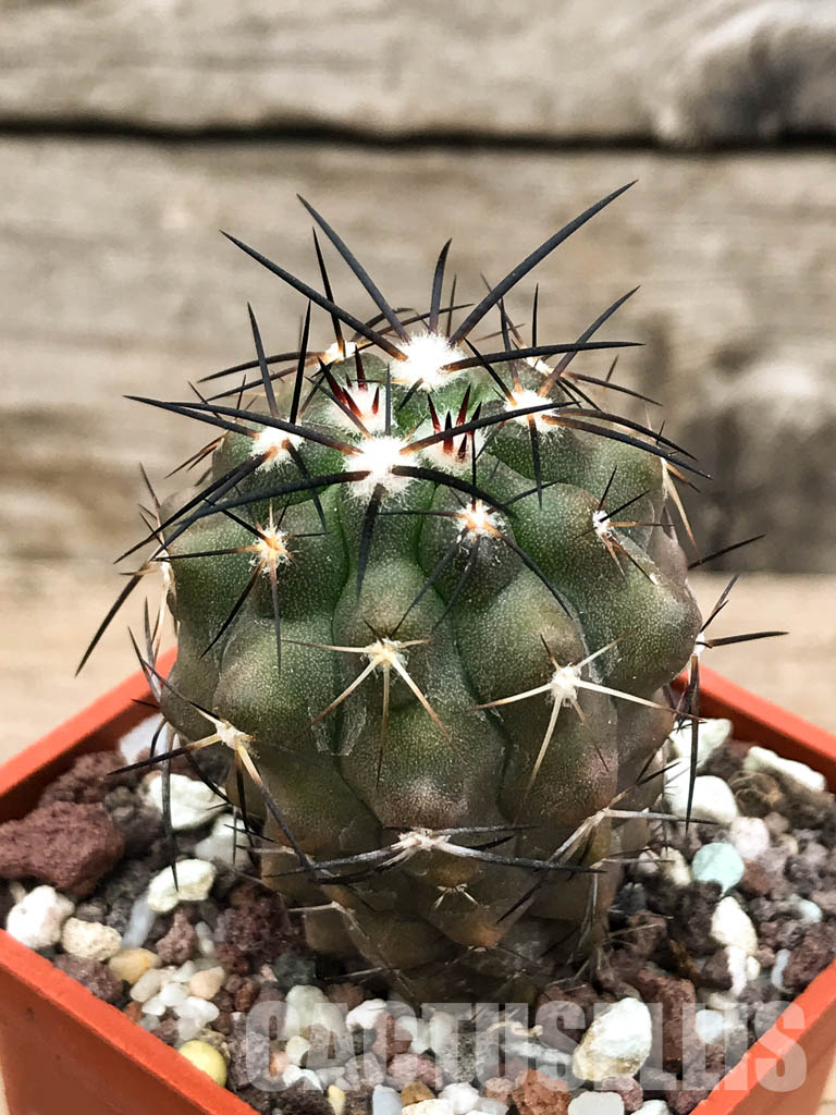 SHPR6605 Copiapoa coquimbana, Coquimbo Prov., Chile - Imagen 3