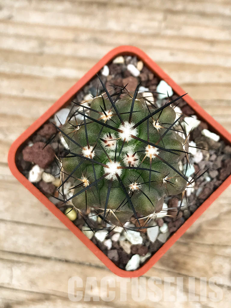 SHPR6606 Copiapoa montana, 02 Antofagasta, North Chile - Imagen 4