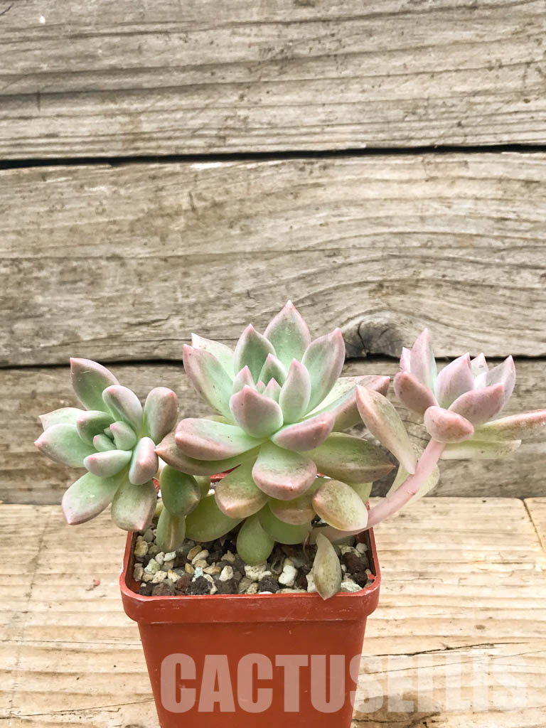 SHPR6610 Graptoveria “Bright beauty” - Image 2