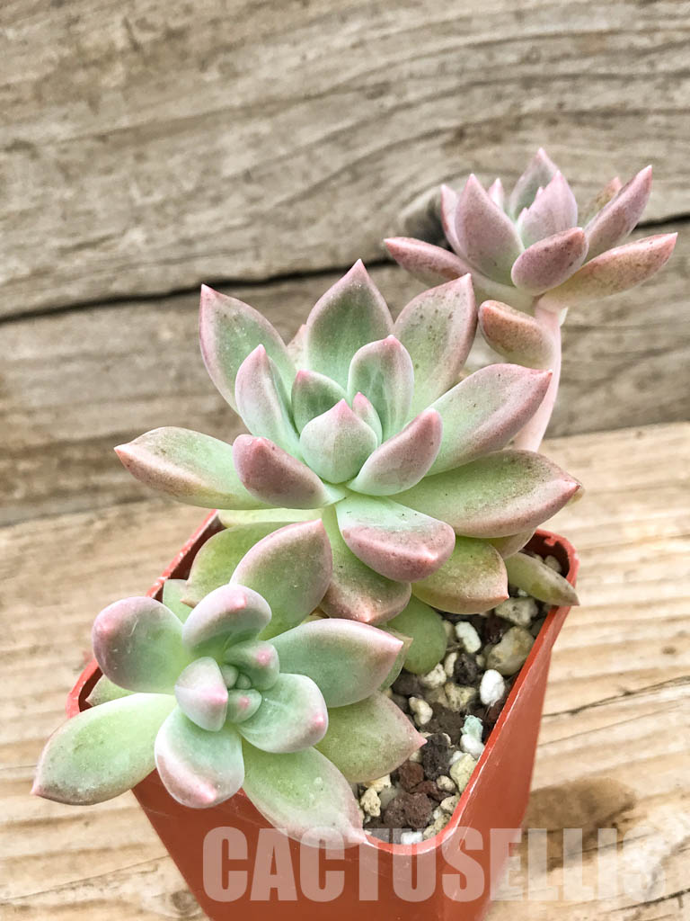 SHPR6610 Graptoveria “Bright beauty” - Image 3
