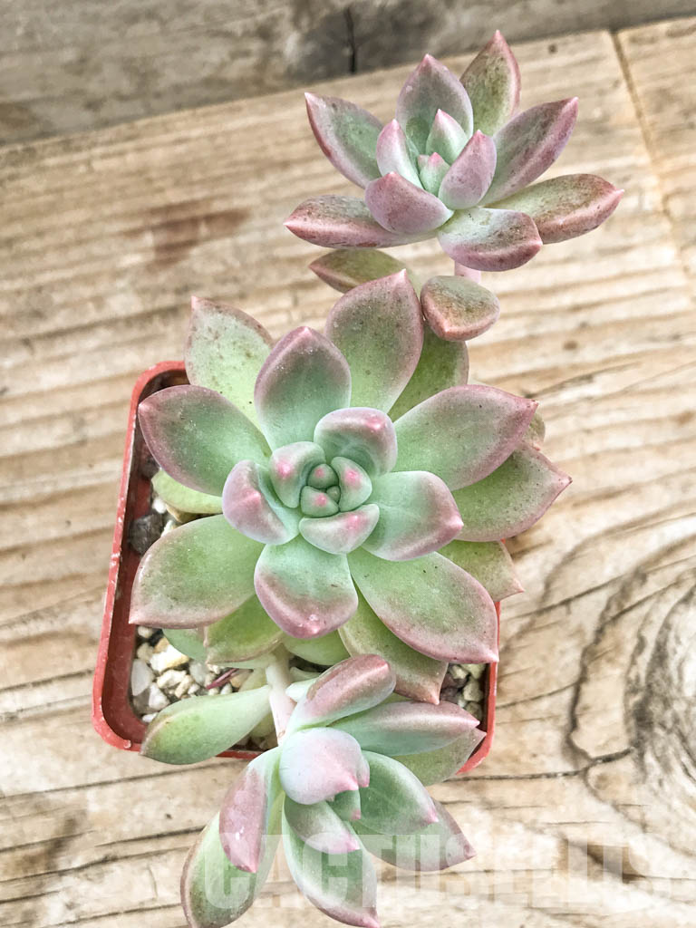 SHPR6610 Graptoveria “Bright beauty”
