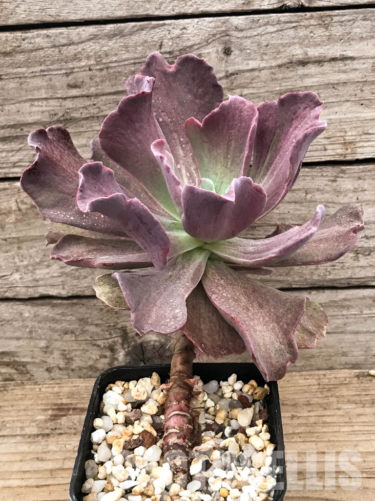 SHPR6611 Echeveria hybrid - Image 2