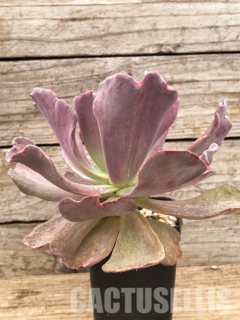 SHPR6611 Echeveria hybrid - Image 3