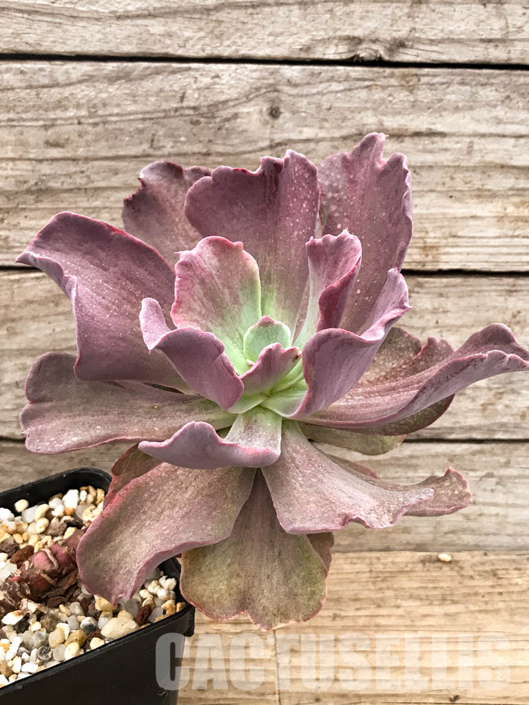SHPR6611 Echeveria hybrid