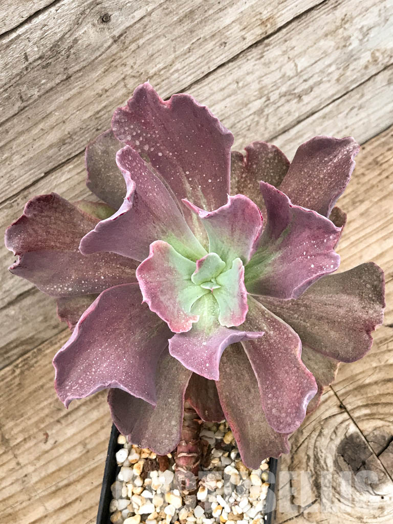 SHPR6611 Echeveria hybrid - Image 5