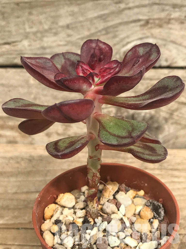 SHPR6616 Echeveria nodulosa 'Maruba Benitsukasa' - Image 2