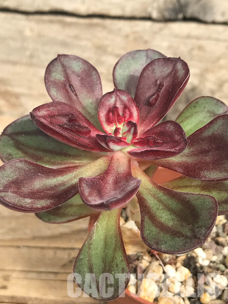 SHPR6616 Echeveria nodulosa 'Maruba Benitsukasa'