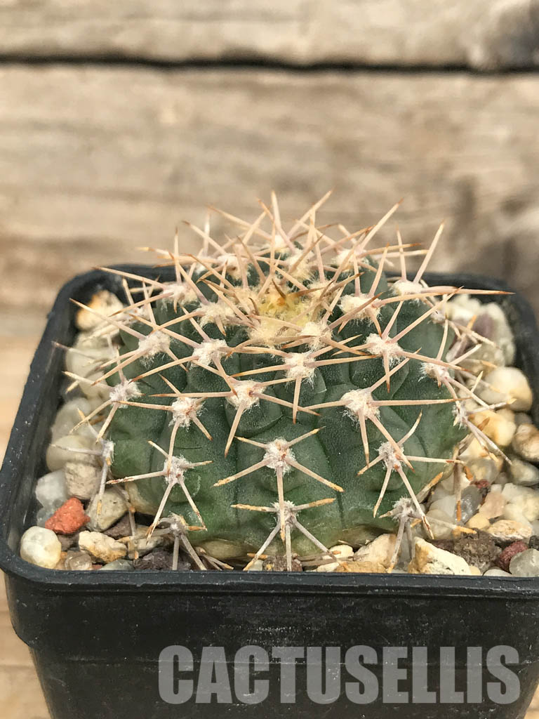 SHPR6617 Gymnocalycium ochoterenae v. scoparium LB 383, Lujan, Mendoza 650m, Argentina