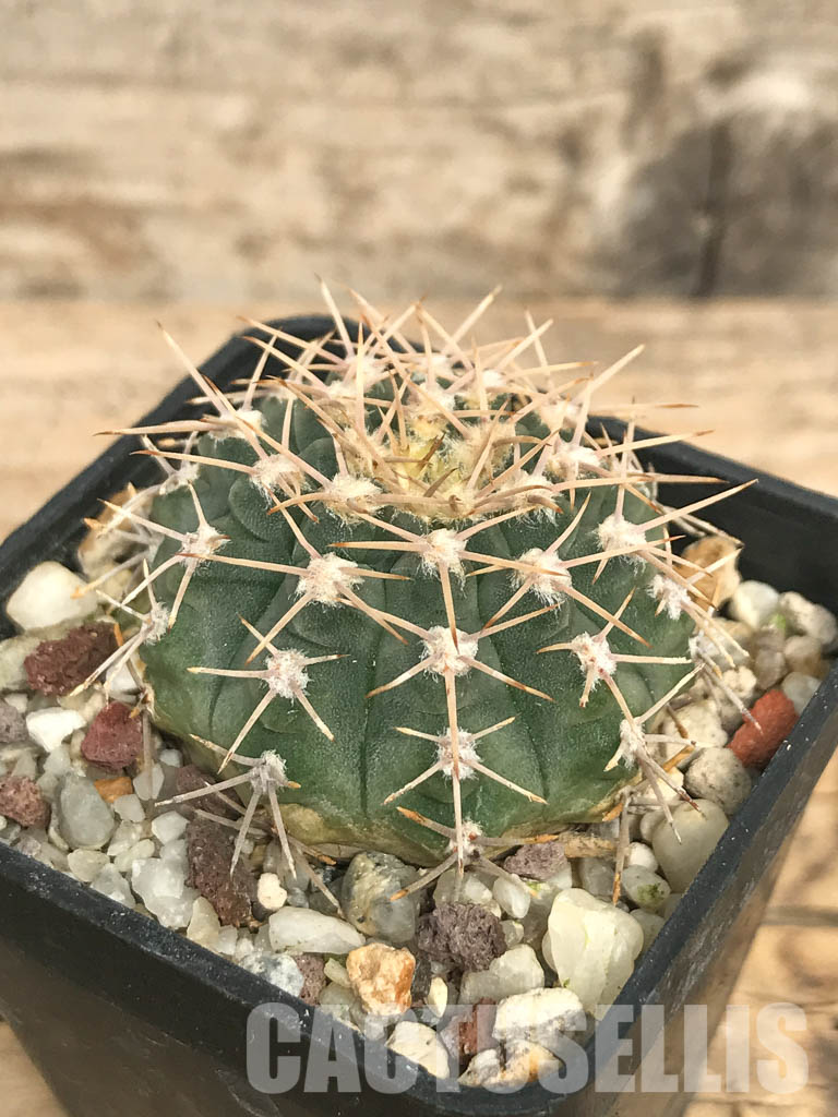 SHPR6617 Gymnocalycium ochoterenae v. scoparium LB 383, Lujan, Mendoza 650m, Argentina - Obrázek 3
