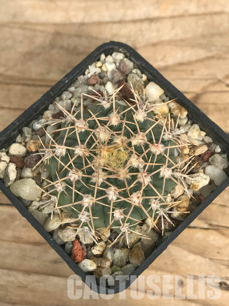 SHPR6617 Gymnocalycium ochoterenae v. scoparium LB 383, Lujan, Mendoza 650m, Argentina - Obrázek 4