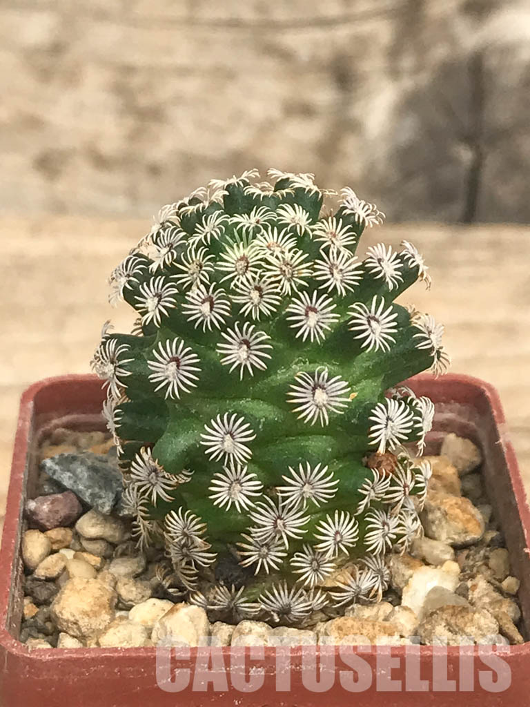 SHPR6618 Mammillaria hernandezii, own roots, Central Mexico