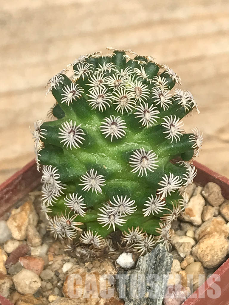 SHPR6618 Mammillaria hernandezii, own roots, Central Mexico - Obrázek 3