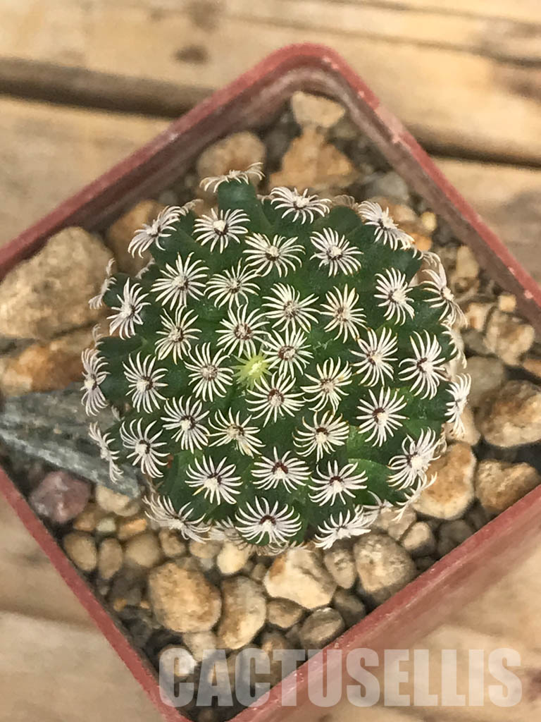SHPR6618 Mammillaria hernandezii, own roots, Central Mexico - Obrázek 4