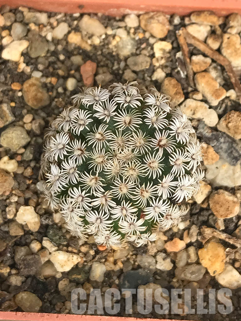 SHPR6618 Mammillaria hernandezii, own roots, Central Mexico - Obrázek 5