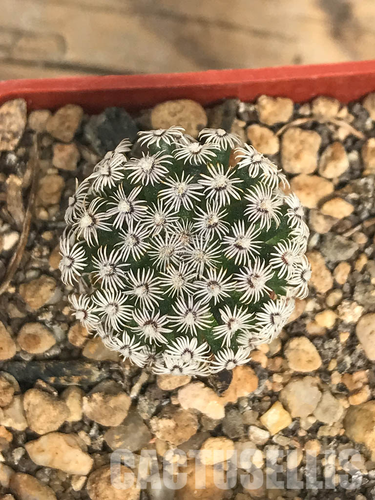 SHPR6618 Mammillaria hernandezii, own roots, Central Mexico - Obrázek 6