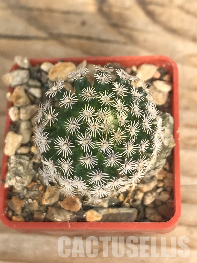 SHPR6618 Mammillaria hernandezii, own roots, Central Mexico - Obrázek 7