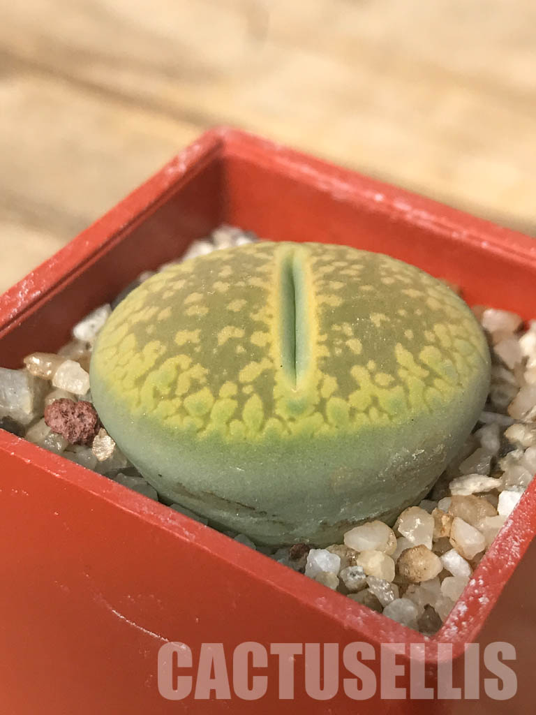 SHPR6619 Lithops aucampiae cv. Jackson’s Jade C395 - Image 2