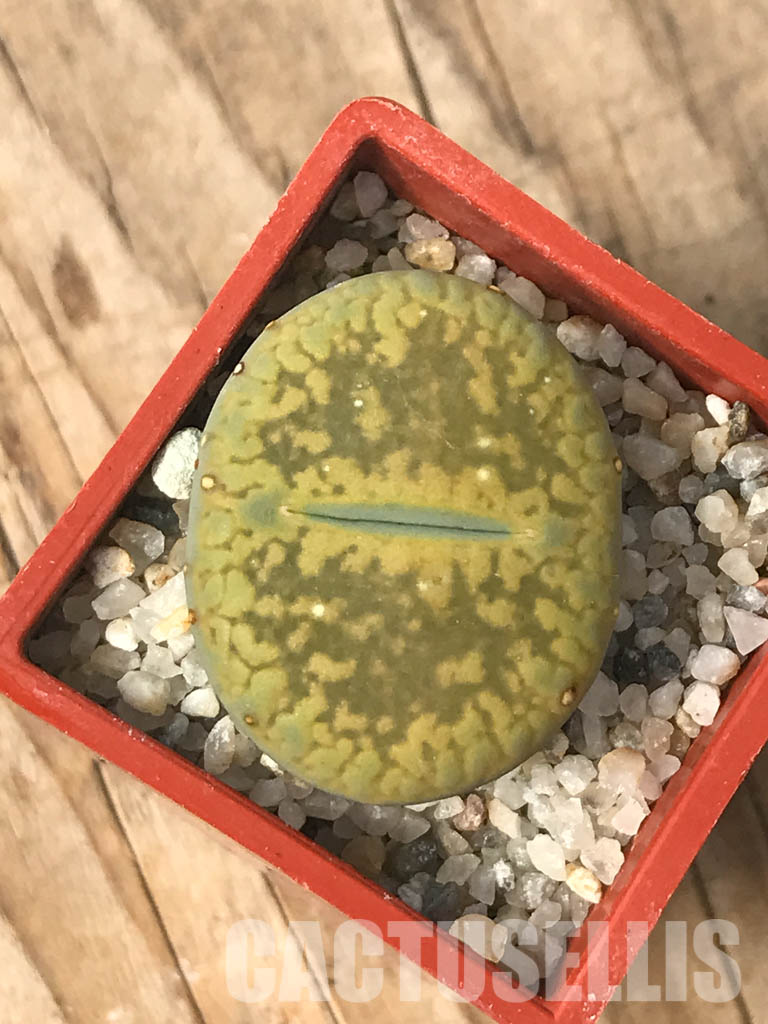 SHPR6619 Lithops aucampiae cv. Jackson’s Jade C395 - Image 3