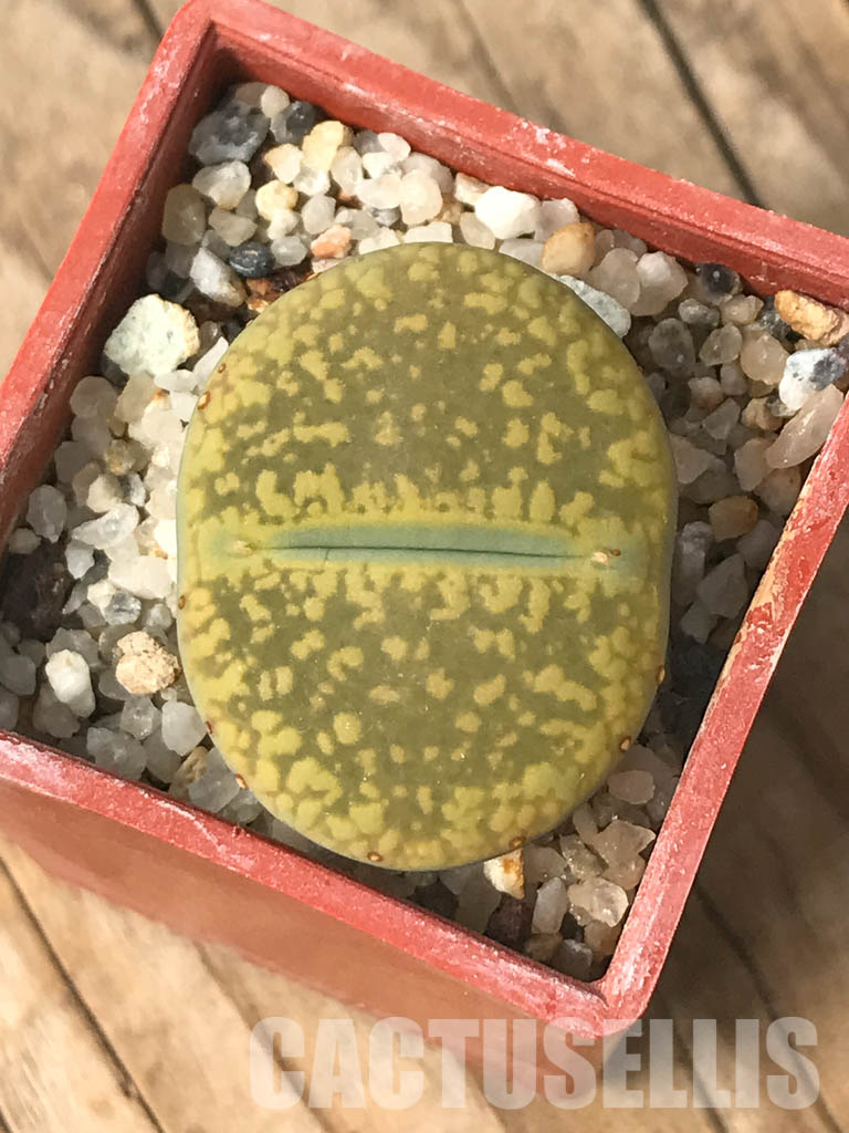 SHPR6619 Lithops aucampiae cv. Jackson’s Jade C395