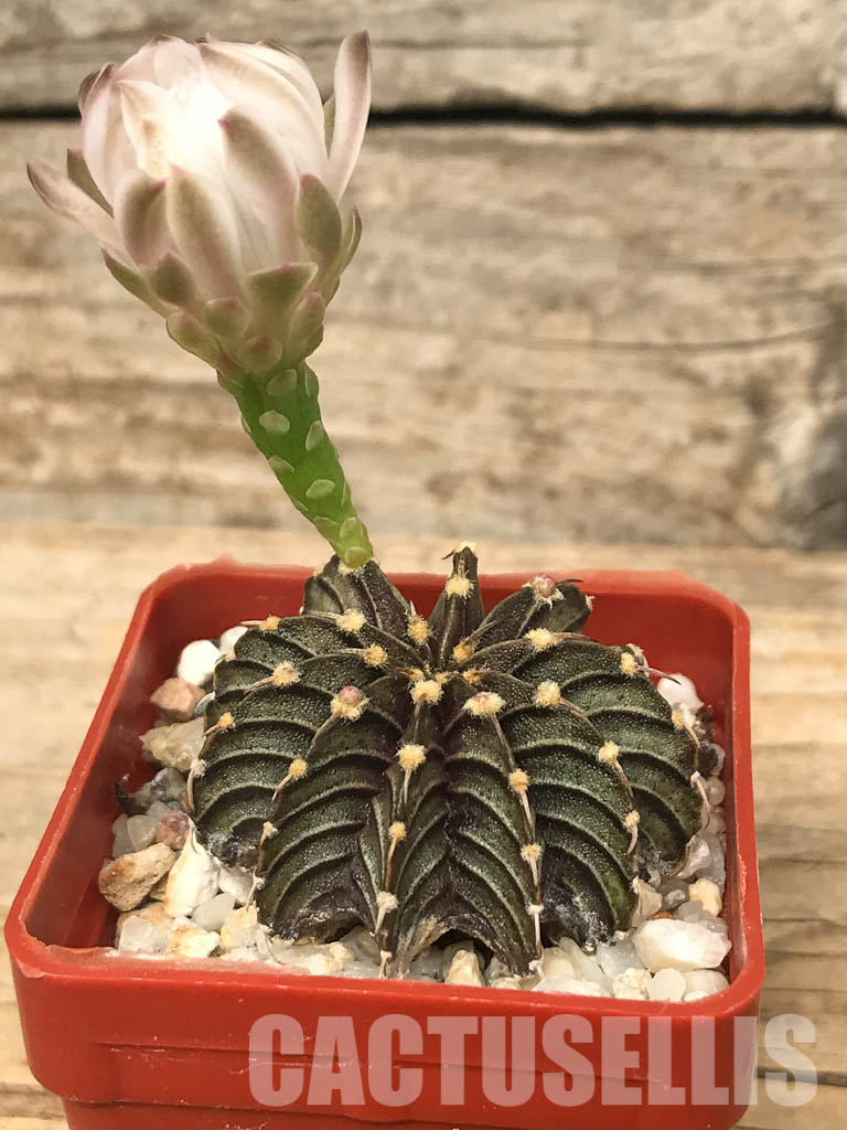 SHPR6620 Gymnocalycium friedrichii LB 2178, Agua Dulce, Alto Paraguay, Paraguay, own roots