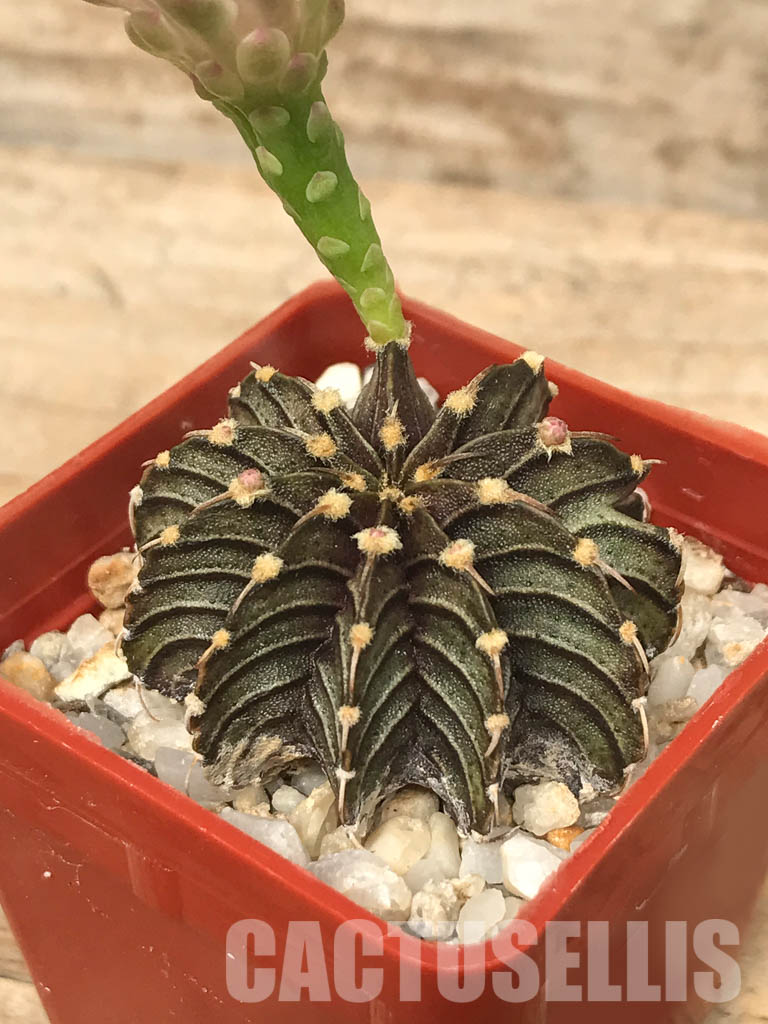 SHPR6620 Gymnocalycium friedrichii LB 2178, Agua Dulce, Alto Paraguay, Paraguay, own roots - immagine 3