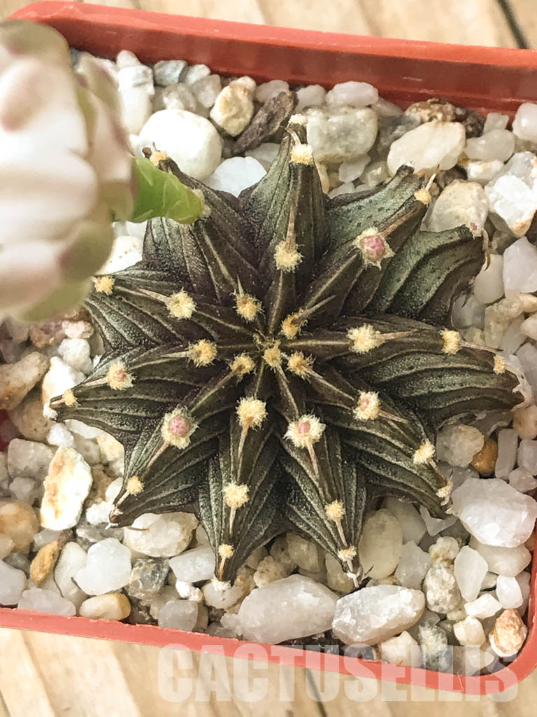 SHPR6620 Gymnocalycium friedrichii LB 2178, Agua Dulce, Alto Paraguay, Paraguay, own roots - immagine 4